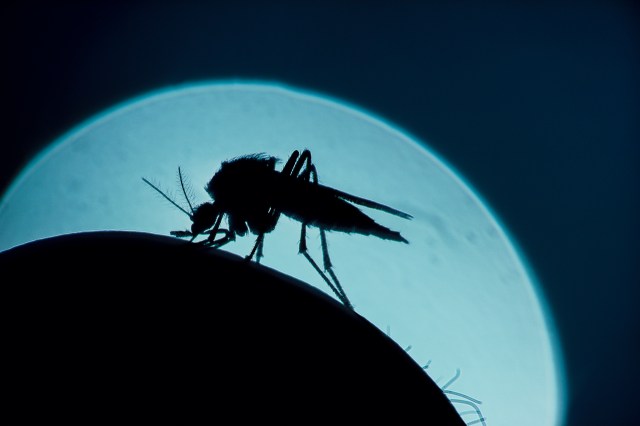 what keeps mosquitoes away