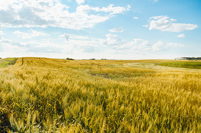 wheat field in Canada, road trip through canada