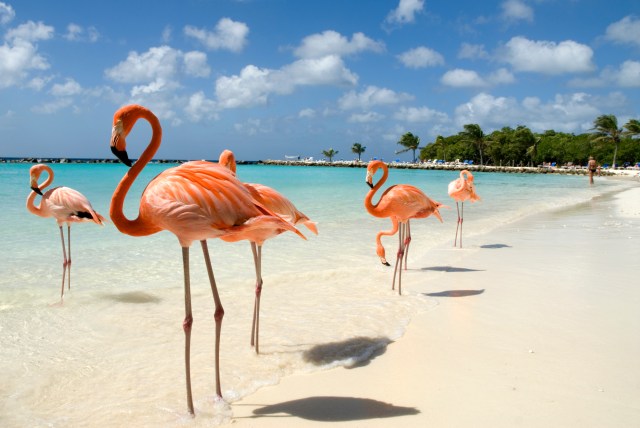 flamingos on beach. sustainable beach vacation.