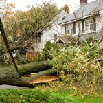 trees in storm