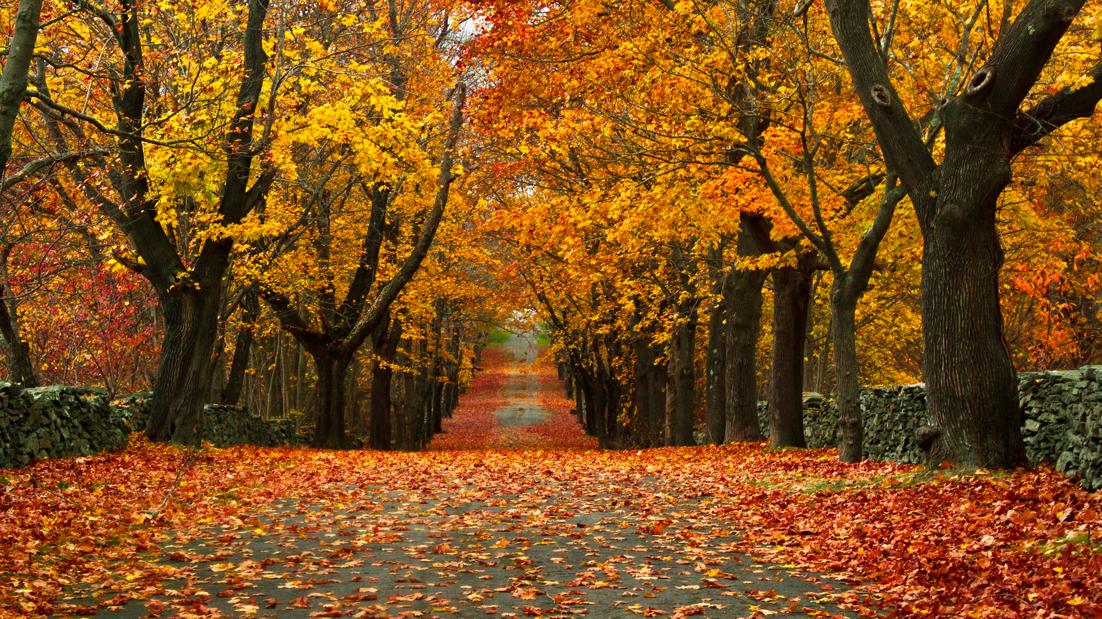 A tree-lined path at Colt State Park in Bristol, Rhode Island is ablaze with autumn foliage.