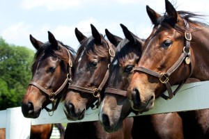 kentucky horse country