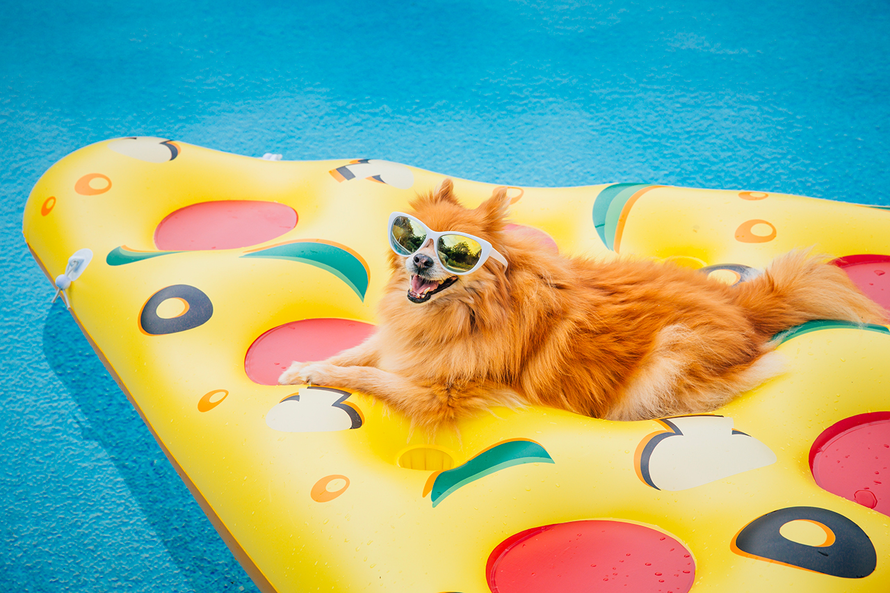 dog in pool