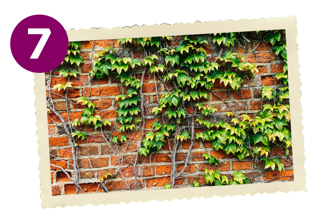 Green ivy on red brick wall