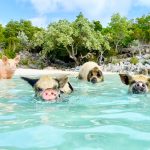 pig beach