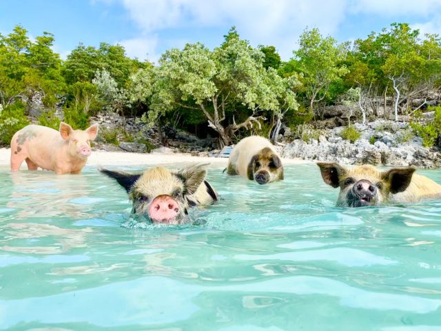 pig beach
