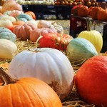 Pumpkins of assorted size and colors on the ground.