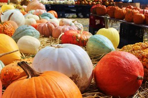 Pumpkins of assorted size and colors on the ground.