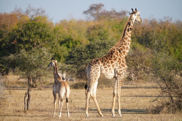 African Safari Honeymoon Giraffes_MaggieBass