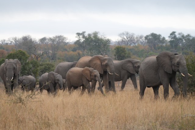African Safari Honeymoon_Elephants_MaggieBass