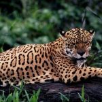JaguarOnLog_Essequibo©AndreaDeCaires