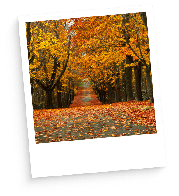 Orange leaves on the ground